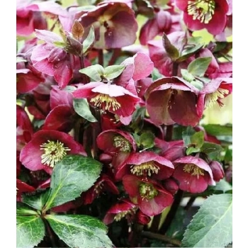 CIEMIERNIK Pretty Ellen Red - sadzonki 10 / 15 cm